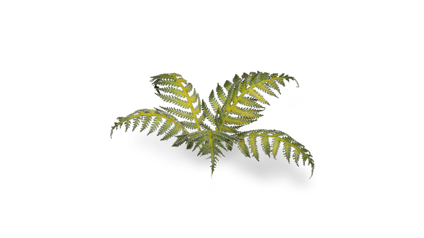 Bracken - Laser Plants - GamersGrass